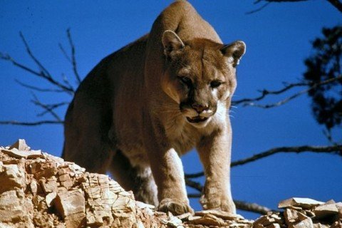 cougar