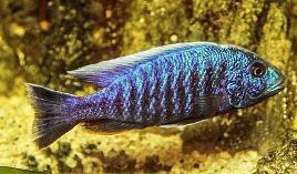 Fischkopf.de Mitglieder